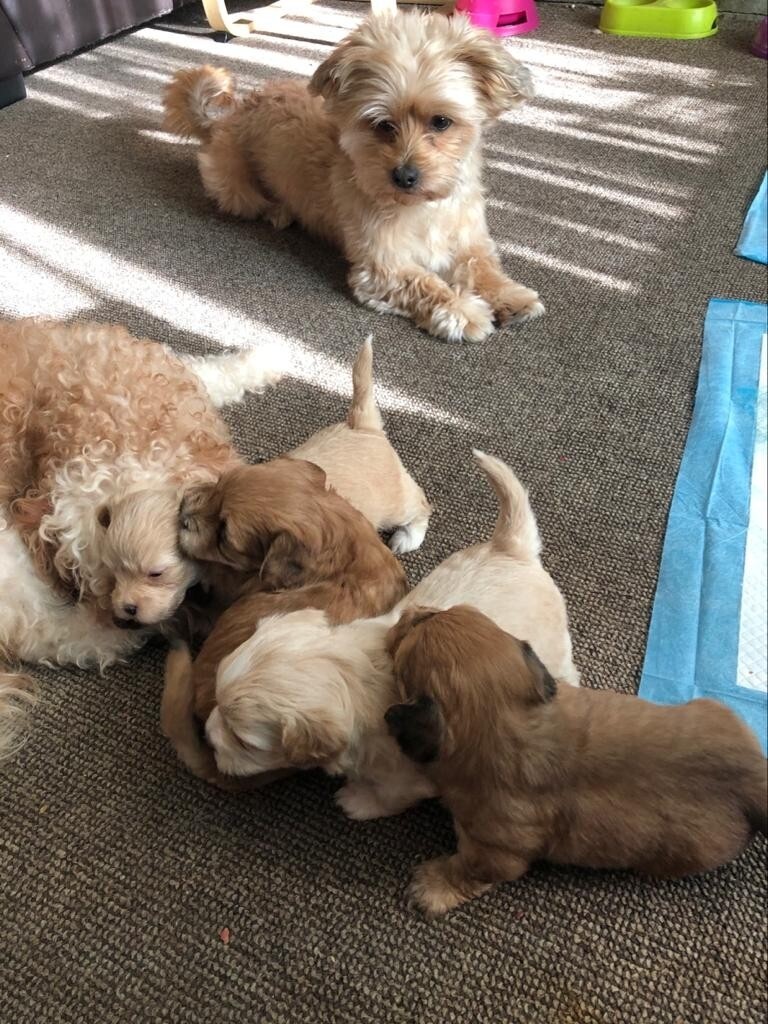 puppies gumtree
